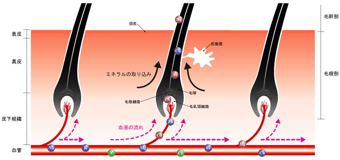 毛髪構造とミネラルの取込み