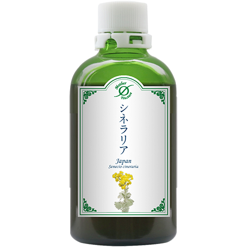 MTシネラリアJ(大)